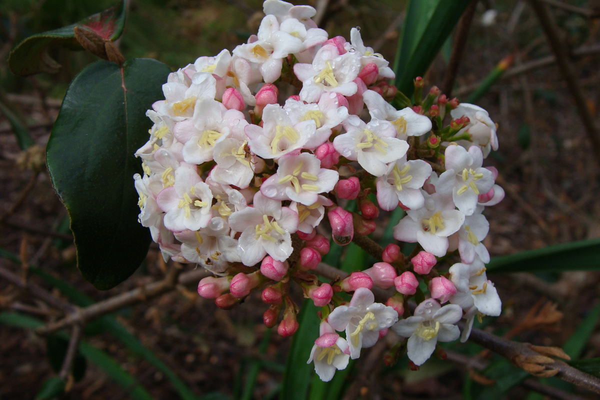 Viburnum x burkwoodii (01).jpg